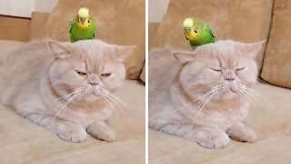 Cat shockingly lets parrot sit on top of her head