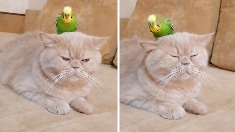Cat shockingly lets parrot sit on top of her head