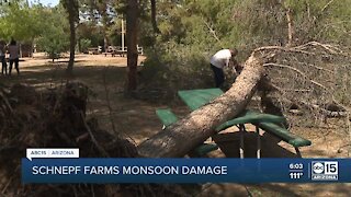 Schnepf Farms sees sever monsoon damage