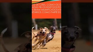 fatos sobre seu cão 4