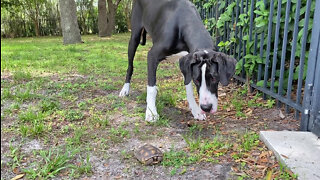 Curious Great Dane Discovers Wild Turtle For The First Time