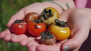 How To Tell if Persimmons are Ripe