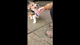 Cute Puppy Corgy Antics #1