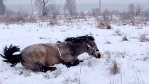 Heavy snowfall brings out this playful horse's inner child