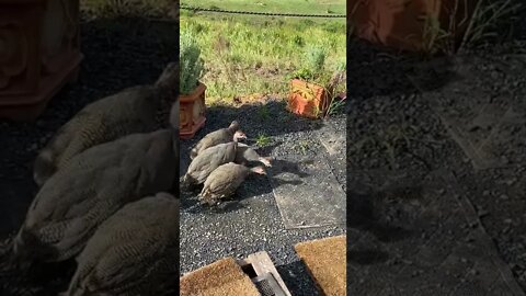 11 week old Guinea fowl keets bravely exploring