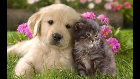💗Aww - Funny and Cute Dog and Cat Compilation 2021💗 #2
