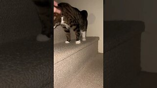 Cute Cat on Stairs 🐈‍⬛