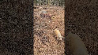 Pigs and Blackberry Bushes @UncleTimsFarm #kärnəvór