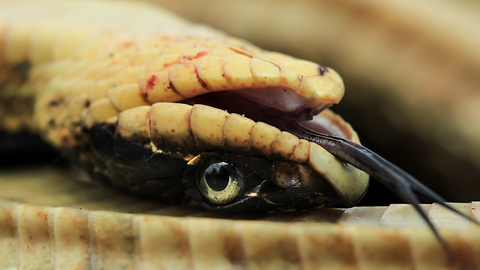 Snake Fakes Death While Showing Off Its Impressive Acting Skills