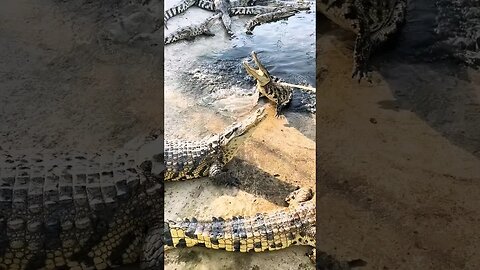 How to Catch Crocodile 😱🔥👈 #shorts #crocodile #viral