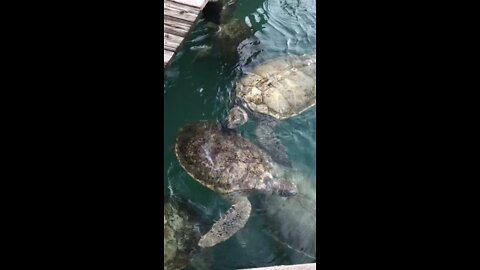 Giant Sea Turtles in Grand Cayman 🐢