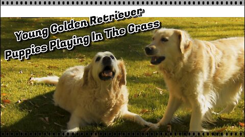 My Young Golden Retriever Puppies Playing In The Grass