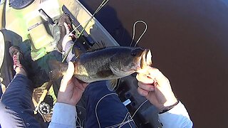 Bass on Glass