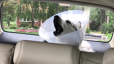 Husky Howls In Protest While Recovering From Anesthesia