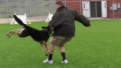 Patriot Profiles - Patrol Explosive Detection Dog (PEDD) Piko