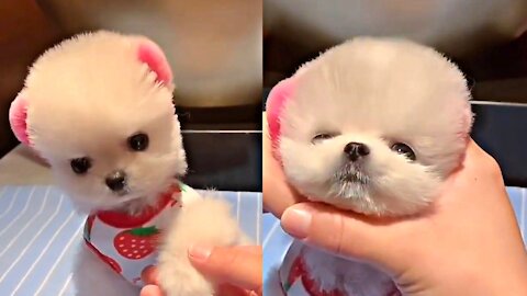 Cute Doge Baby Funny Video