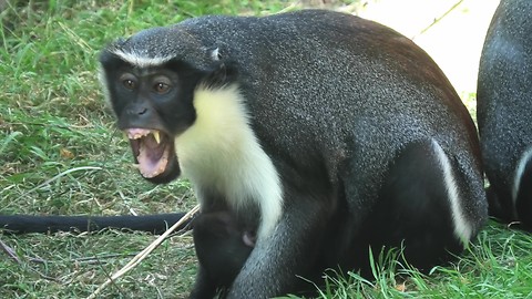 Monkey Mom Defends Newborn From Overly-Energetic Brother
