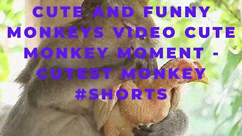 Cute and Funny Monkeys Video cute Monkey Moment - Cutest monkey #Shorts