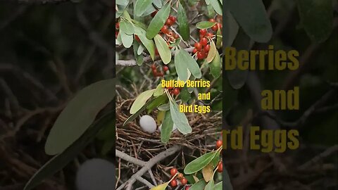 Buffalo Berries in North Dakota are in season #eggs #backyard #berries