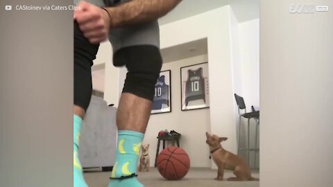 Ces chihuahuas tiennent en équilibre sur des ballons de basket