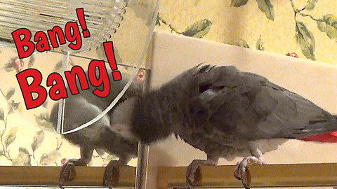 Frustrated parrot bangs head on mirror