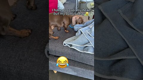 Funny dog talking/ I have to cover my head, But my butt is okay. 😂