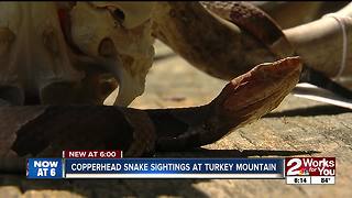 Several Copperhead snakes seen slithering around Turkey Mountain