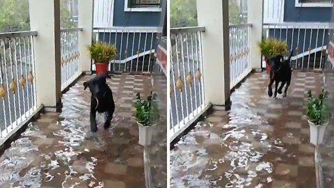 Doggy Jumps For Joy After Seeing Rain For First Time