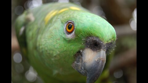 A Green Parrot Perched On A Glass Window Ledge