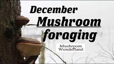 December Mushroom Foraging and Identification Walk