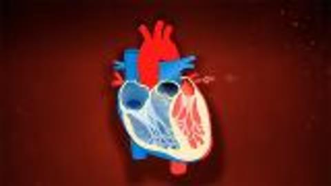 What is the Cardiovascular System?