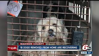 18 dogs removed from animal hoarding situation recovering