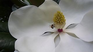 Strong Bee Pulls Stems Out Of A Magnolia