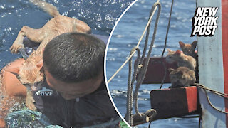 Got your back: Cats trapped on sinking boat rescued