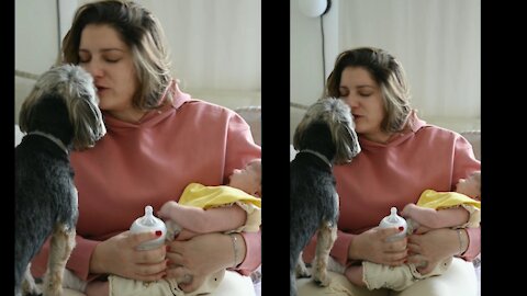 Dog and woman kissing moment