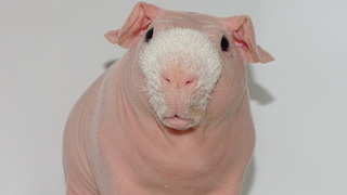 Meet The Bald And Beautiful Skinny Pig