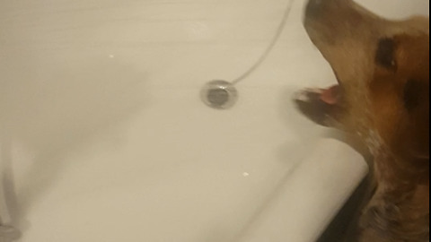 Goofy dog drinking water from the bathroom sprayer