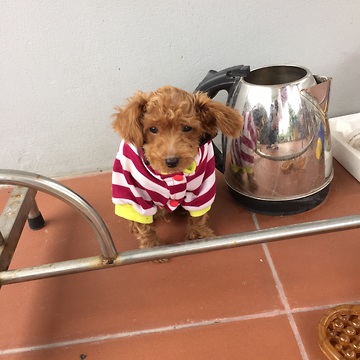 Poodle the dog doing kungfu fighter to keep his food