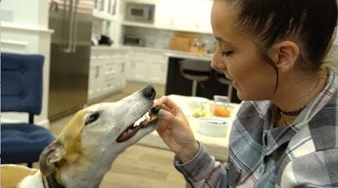 My Greyhound Tries Fruits And Vegetables