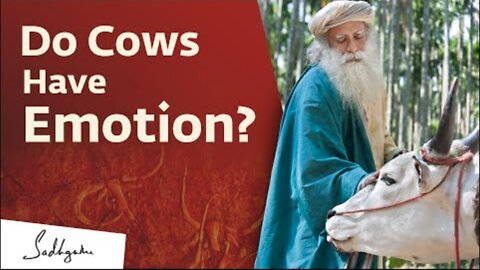 Do Cows Have Emotion | Sadhguru