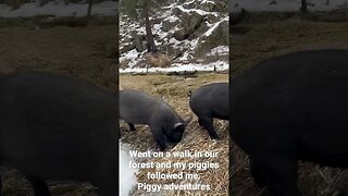 Piggies living their best life in the forest. #montana #countryliving #farmlife #homesteading