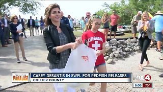 Casey DeSantis helps with redfish releases for red tide recovery