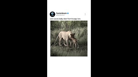 Lion saves baby deer from hungry lion.