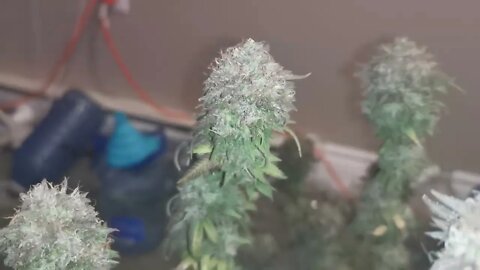 OG Kush Harvest. Week 9 Day 4.#InTheTent