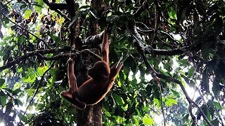 EPIC Journey To Borneo To Find Orangutans
