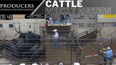 8/31/2023 - Producers Livestock Auction Company Cattle Auction
