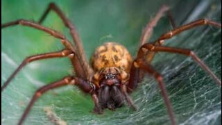 Une monstrueuse araignée filmée dans une salle de bain