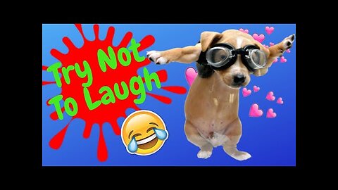 Funniest Dogs and Cats Videos 🐱🐶 - Best Funny Animal Videos 2023 😅
