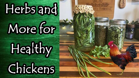 Herbs and More for Chicken Health