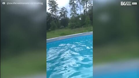 O mergulho deste cão na piscina merece nota 10